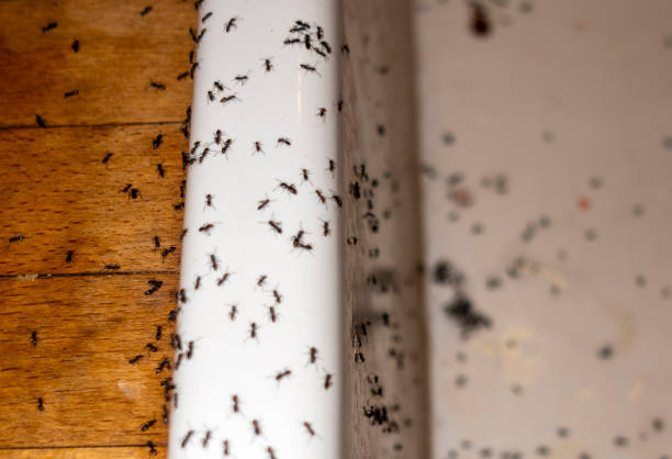 Best Residential Pest Control  in Fairdale, PA