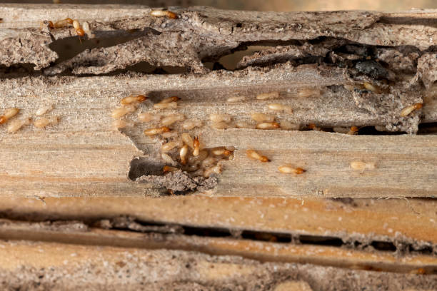 Best Local Pest Control Services  in Fairdale, PA